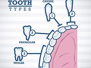 Types of teeth for cost of root canal in Leesburg 